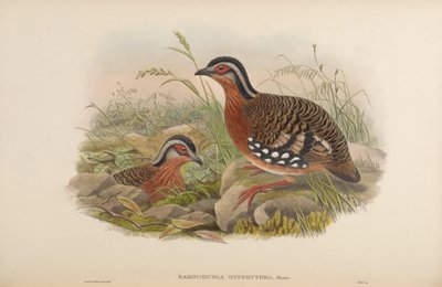 Bambusicola hyperythra = Arborophila hyperythra by John Gould